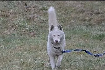 Piękny i aktywny Vigo w typie husky !