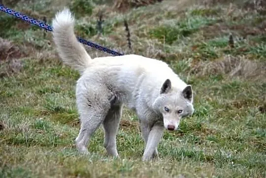 Piękny i aktywny Vigo w typie husky !