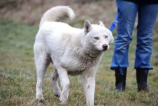 Piękny i aktywny Vigo w typie husky !