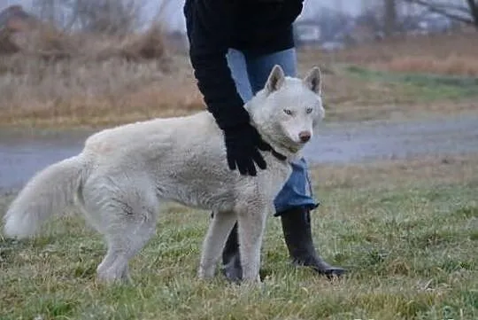 Piękny i aktywny Vigo w typie husky !