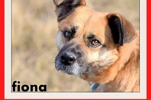 FIONA,średnia,łagodna,spokojna suczka gładkowłosa.ADOPCJA,  dolnośląskie Wrocław