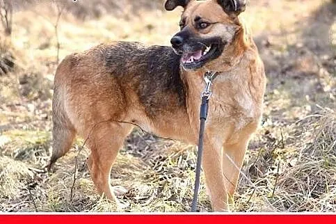 FIONA,średnia,łagodna,spokojna suczka gładkowłosa.