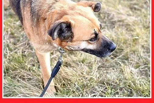FIONA,średnia,łagodna,spokojna suczka gładkowłosa.