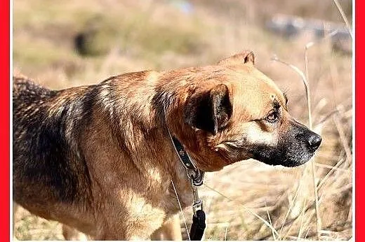 FIONA,średnia,łagodna,spokojna suczka gładkowłosa.