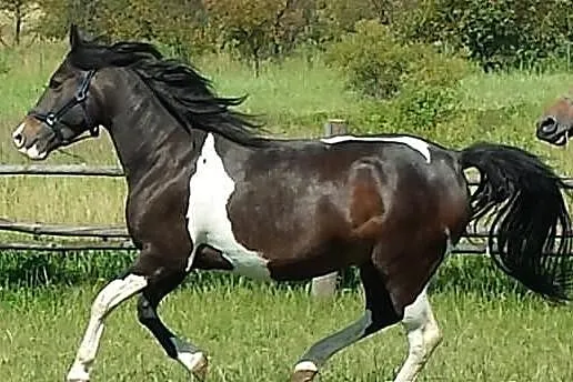 Sprzedam klacz
