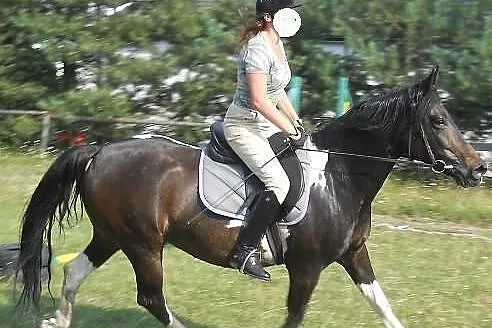 Sprzedam klacz