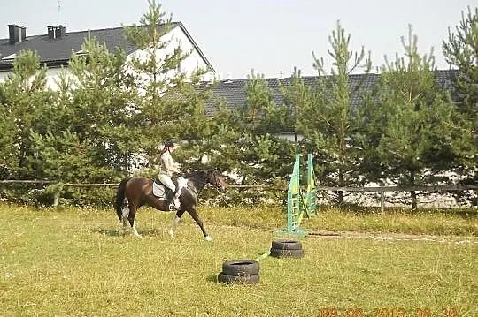Sprzedam klacz