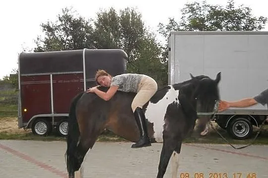 Sprzedam klacz