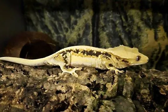 Gekon orzęsiony lilly white dorosła samica