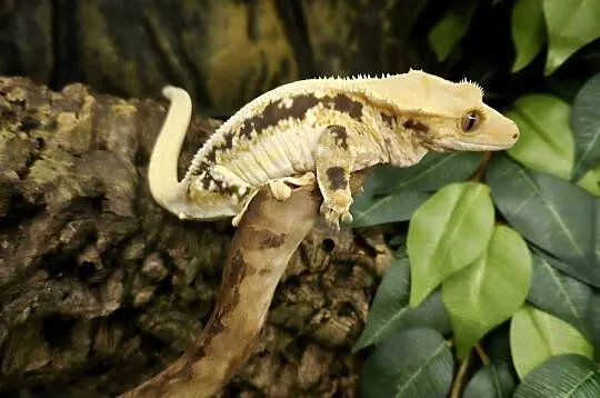 Gekon orzęsiony lilly white dorosła samica, Śląskie, Częstochowa