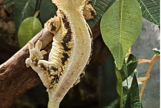 Gekon orzęsiony lilly white dorosła samica, Śląskie, Częstochowa
