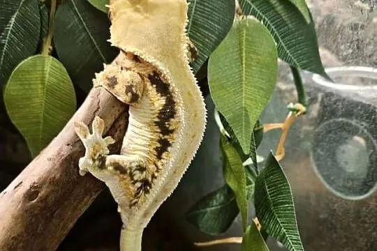 Gekon orzęsiony lilly white dorosła samica, Śląskie, Częstochowa
