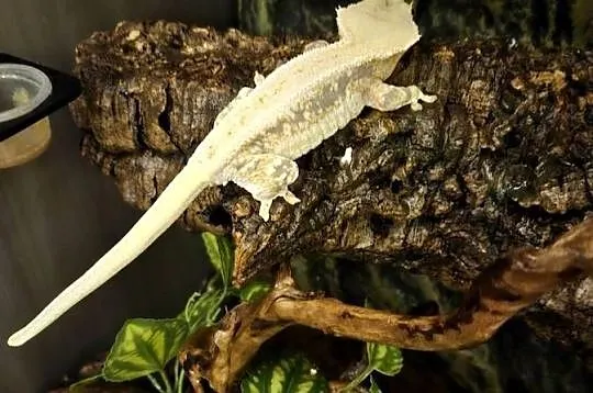 Gekon orzęsiony lilly white dorosła samica, Śląskie, Częstochowa