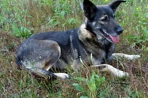 Spokojna Sonia czeka na swojego człowieka,  śląski