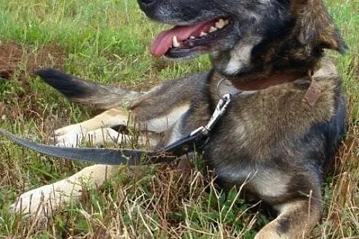 Spokojna Sonia czeka na swojego człowieka,  śląski