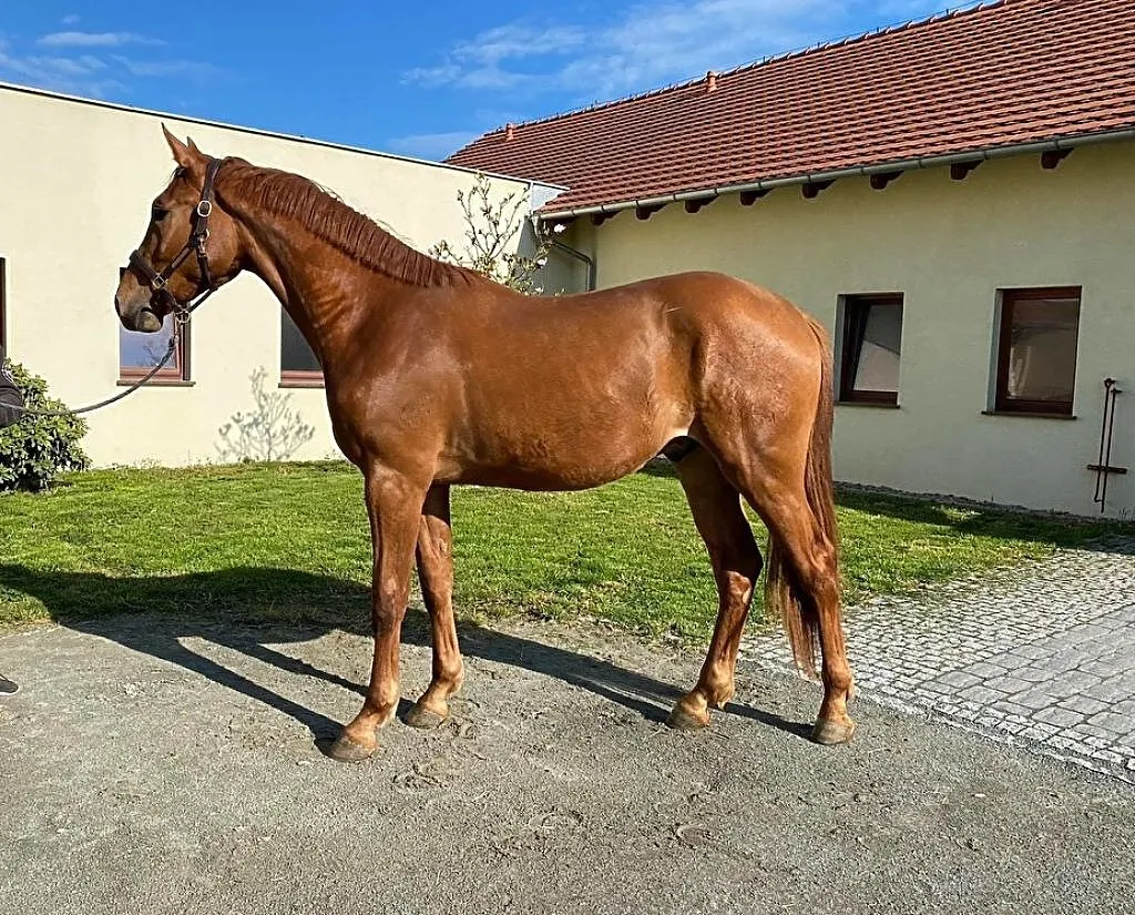Doskonałe sportowe pochodzenie 2019 POKER DE MARIPOSA x CRISTALLO II, ,