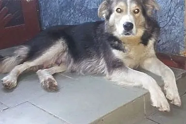 Gosia, bardzo grzeczna w domu, przyjazna i niekonf