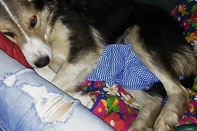 Gosia, bardzo grzeczna w domu, przyjazna i niekonf