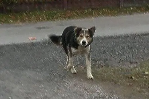 Gosia, bardzo grzeczna w domu, przyjazna i niekonf