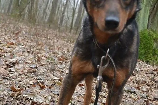 Forest - nieduży psiak do adopcji, mazowieckie Warszawa