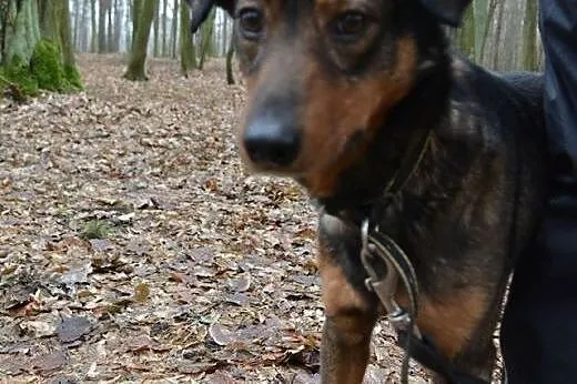 Forest - nieduży psiak do adopcji,  mazowieckie Wa
