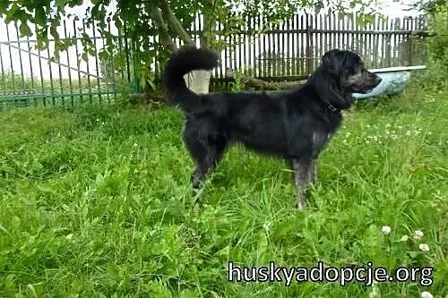 BENEK- grzeczny i posłuszny piesek szuka domu,  ma