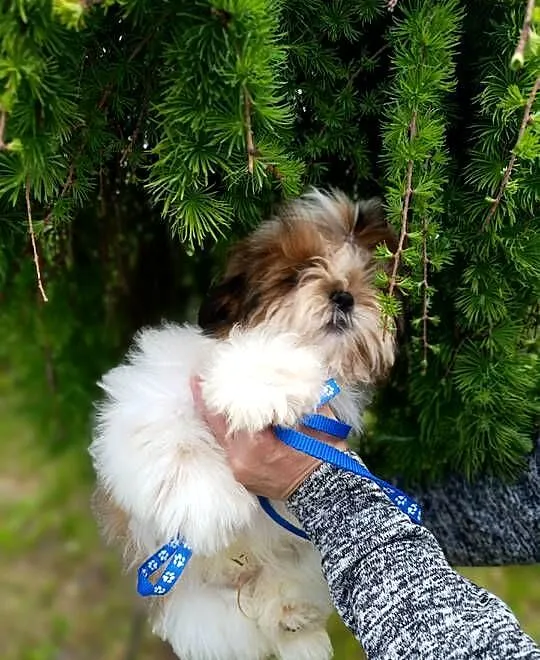 Shih-Tzu z dokumentami FCI, Świętokrzyskie, Kielce