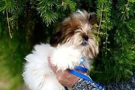 Shih-Tzu z dokumentami FCI