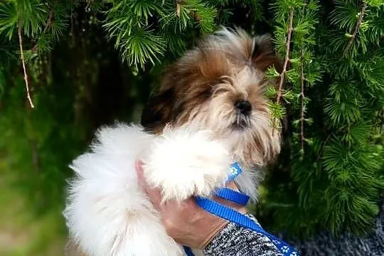 Shih-Tzu z dokumentami FCI, Świętokrzyskie, Kielce