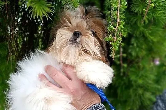 Shih-Tzu z dokumentami FCI, Świętokrzyskie, Kielce