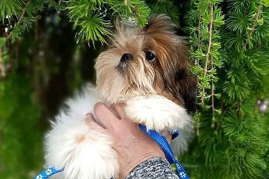 Shih-Tzu z dokumentami FCI, Świętokrzyskie, Kielce