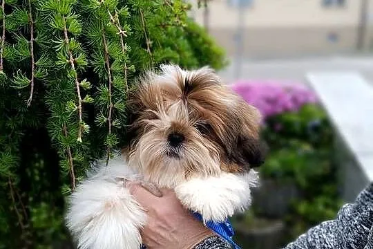 Shih-Tzu z dokumentami FCI, Świętokrzyskie, Kielce