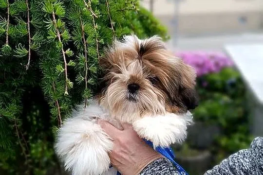 Shih-Tzu z dokumentami FCI, Świętokrzyskie, Kielce
