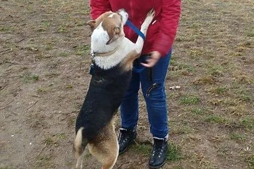 Matrioszka bardzo kocha ludzi daj jej cudowny dom 