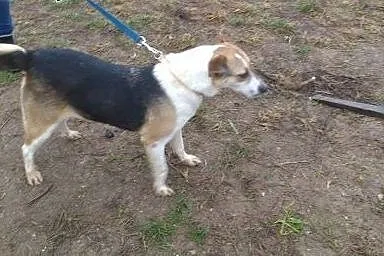 Matrioszka bardzo kocha ludzi daj jej cudowny dom 
