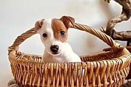 Cudowny szczeniak Jack Russell Terrier - rodowód