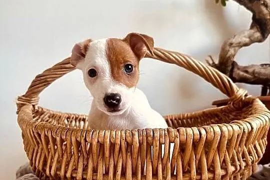 Cudowny szczeniak Jack Russell Terrier - rodowód