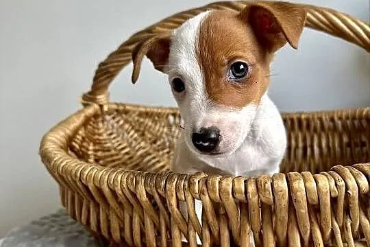 Cudowny szczeniak Jack Russell Terrier - rodowód, Wielkopolskie, Poznań