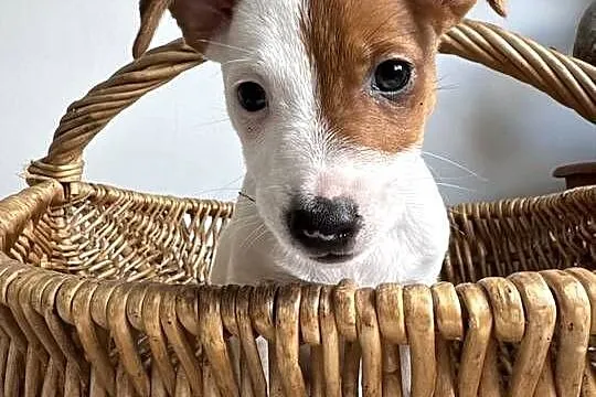 Cudowny szczeniak Jack Russell Terrier - rodowód, Wielkopolskie, Poznań