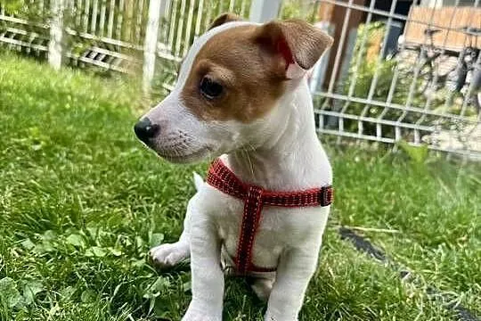 Cudowny szczeniak Jack Russell Terrier - rodowód, Wielkopolskie, Poznań