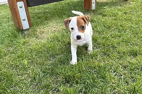 Cudowny szczeniak Jack Russell Terrier - rodowód, Wielkopolskie, Poznań