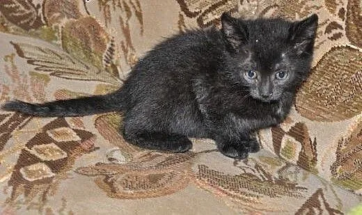 4 uratowane kocięta szukają swoich domów, warmińs