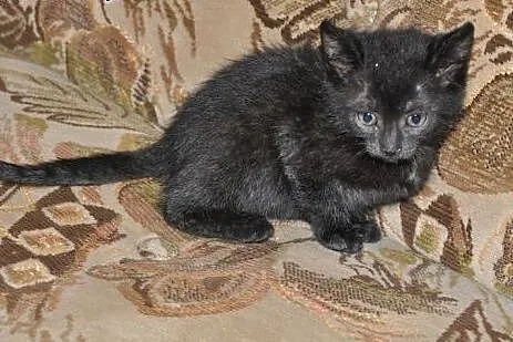 4 uratowane kocięta szukają swoich domów,  warmińs