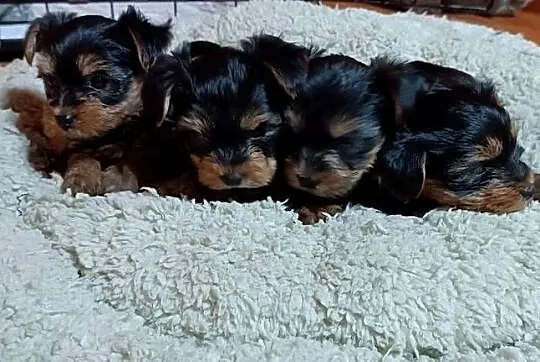 Yorkishe terrier suczki