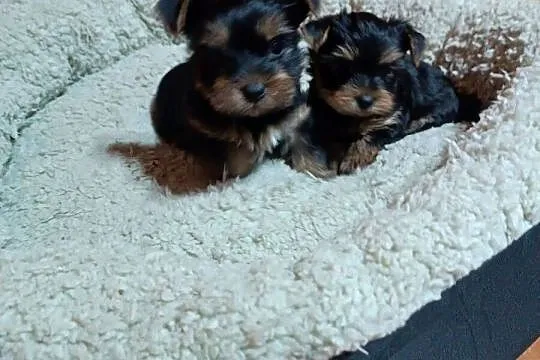 Yorkishe terrier suczki, Śląskie, Żory