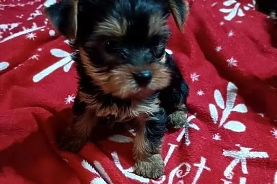 Yorkishe terrier suczki, Śląskie, Żory
