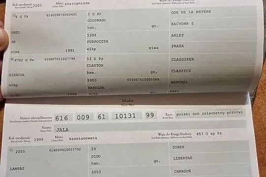 Sprzedam konia, wałacha, Wielkopolskie, Gostyń