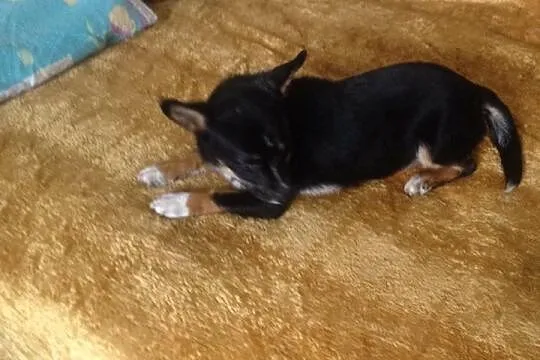 Dianka, 3 miesięczna KRUSZYNKA szuka domu!