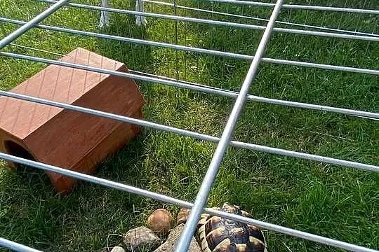 Żółw lądowy, Wielkopolskie, Piła