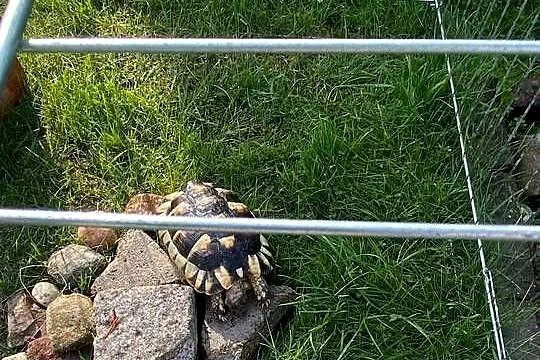 Żółw lądowy, Wielkopolskie, Piła